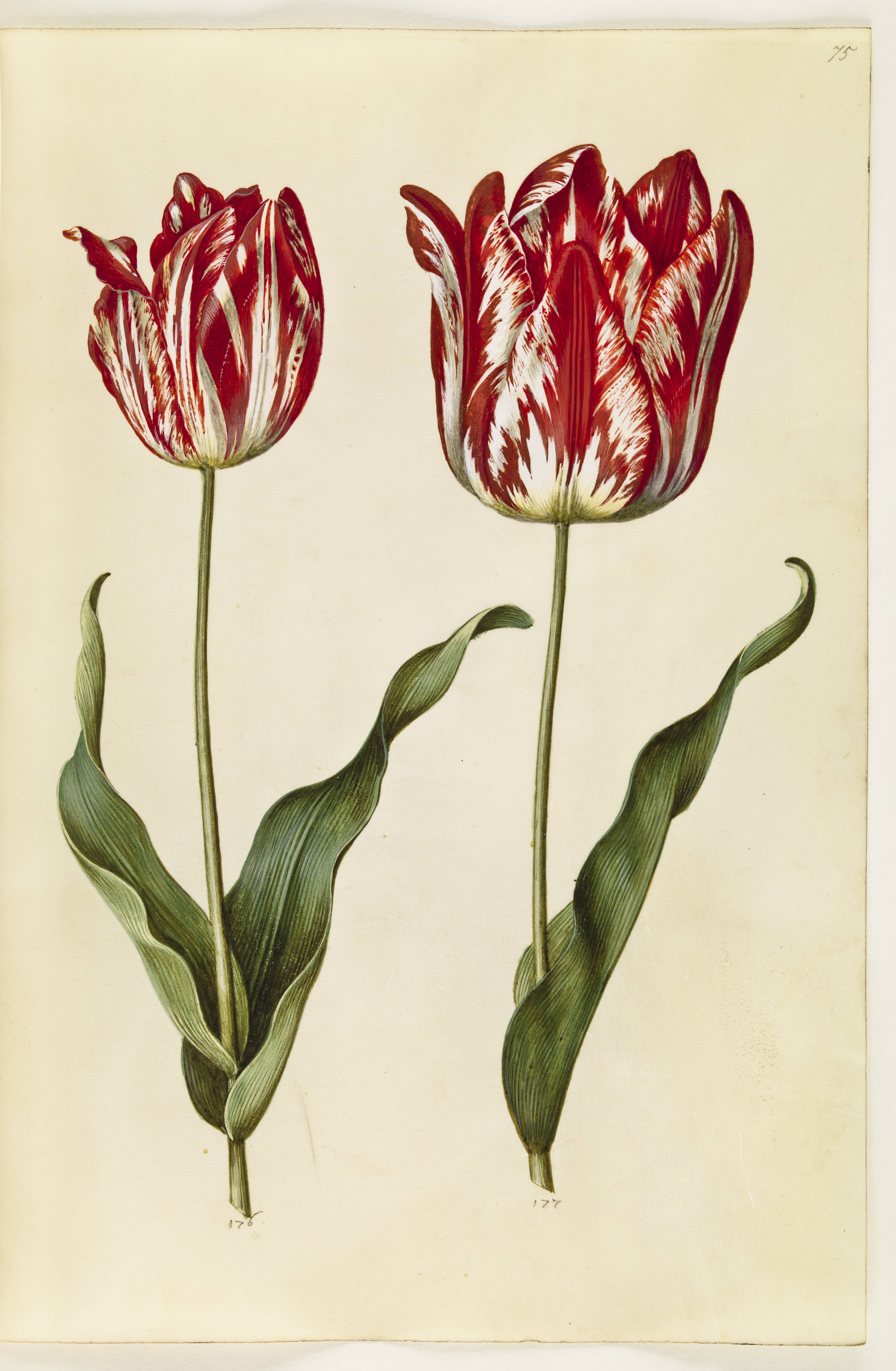 Tulipa gesneriana (have-tulipan)