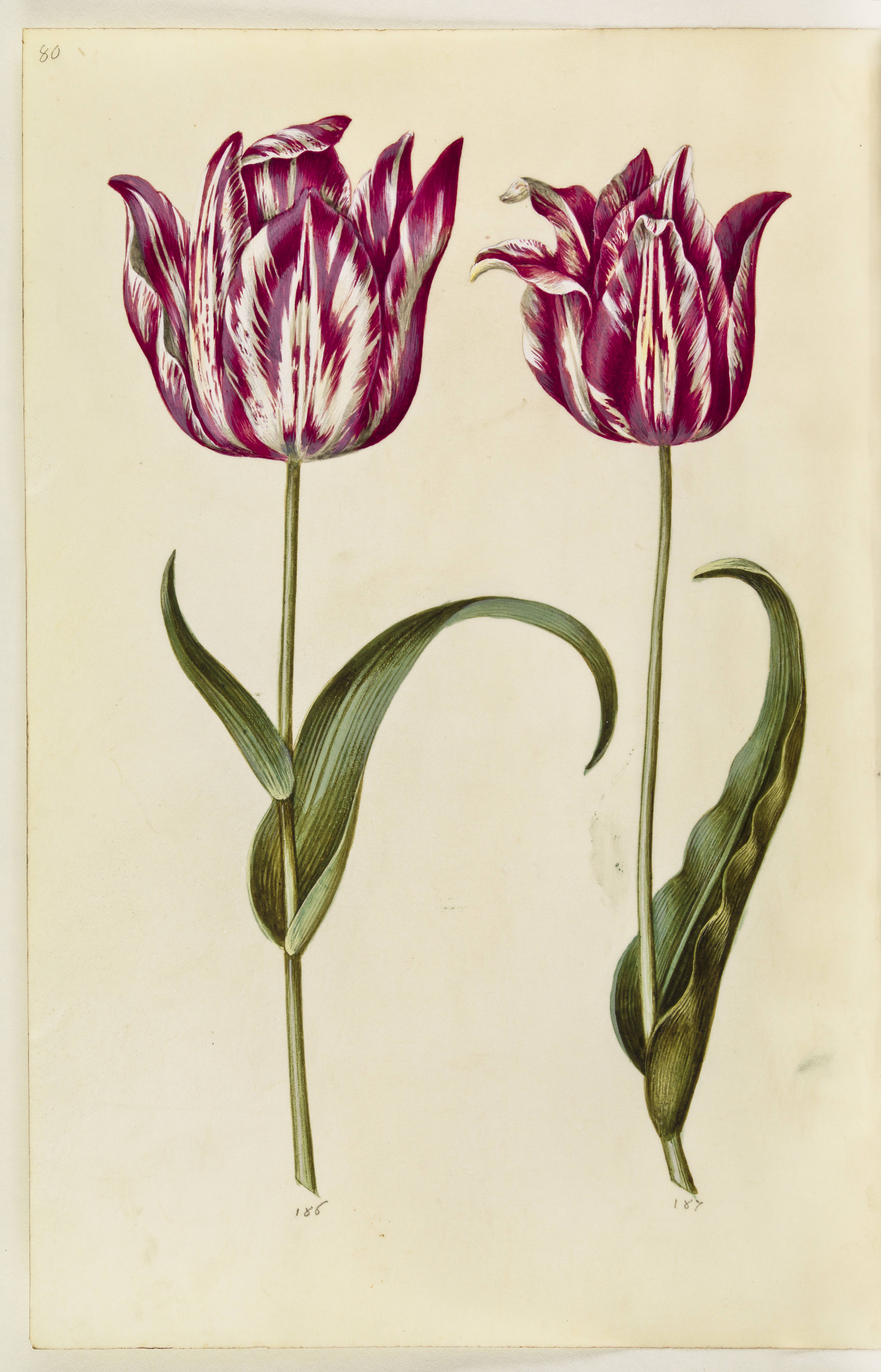 Tulipa gesneriana (have-tulipan)