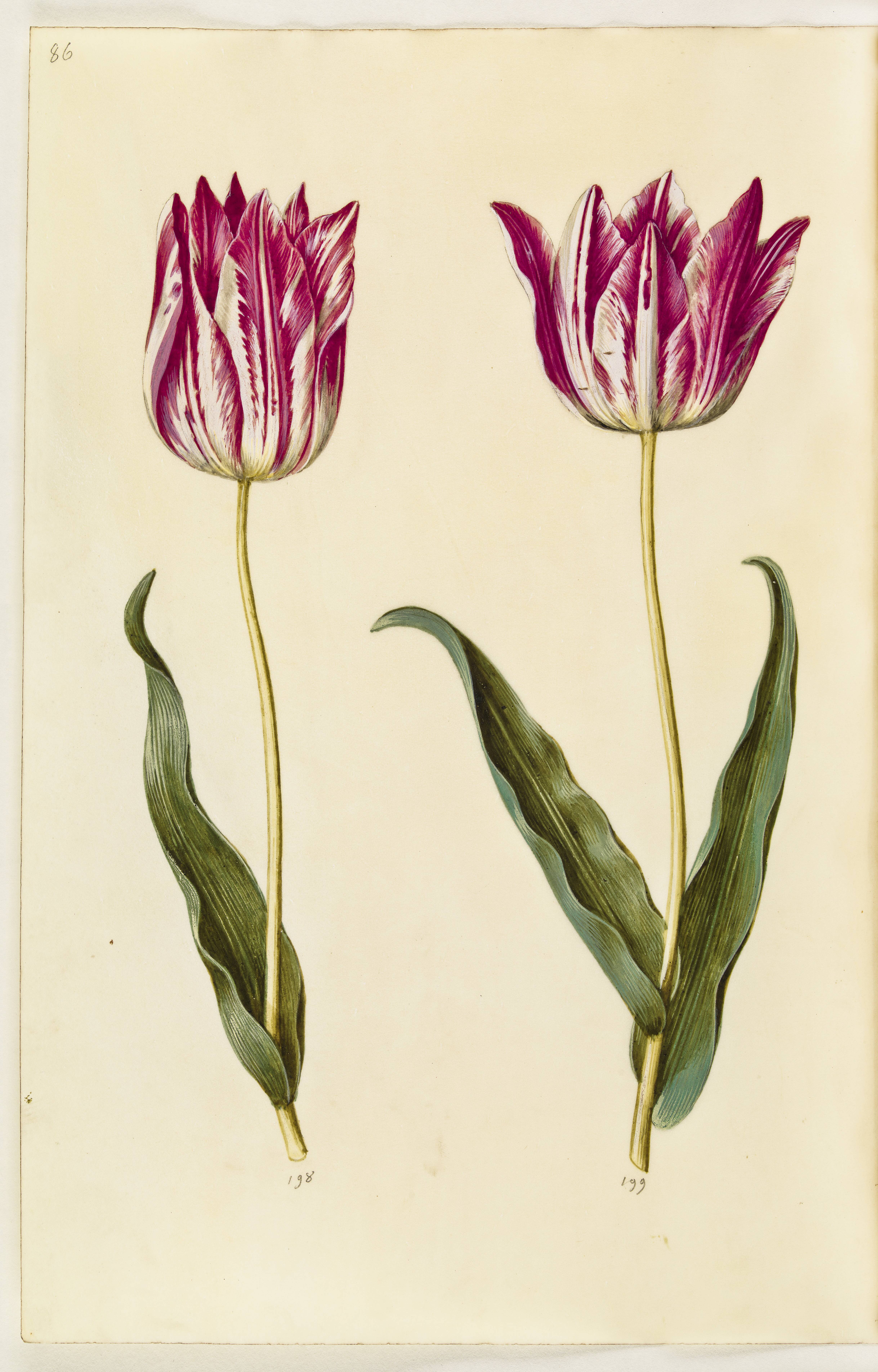 Tulipa gesneriana (have-tulipan)