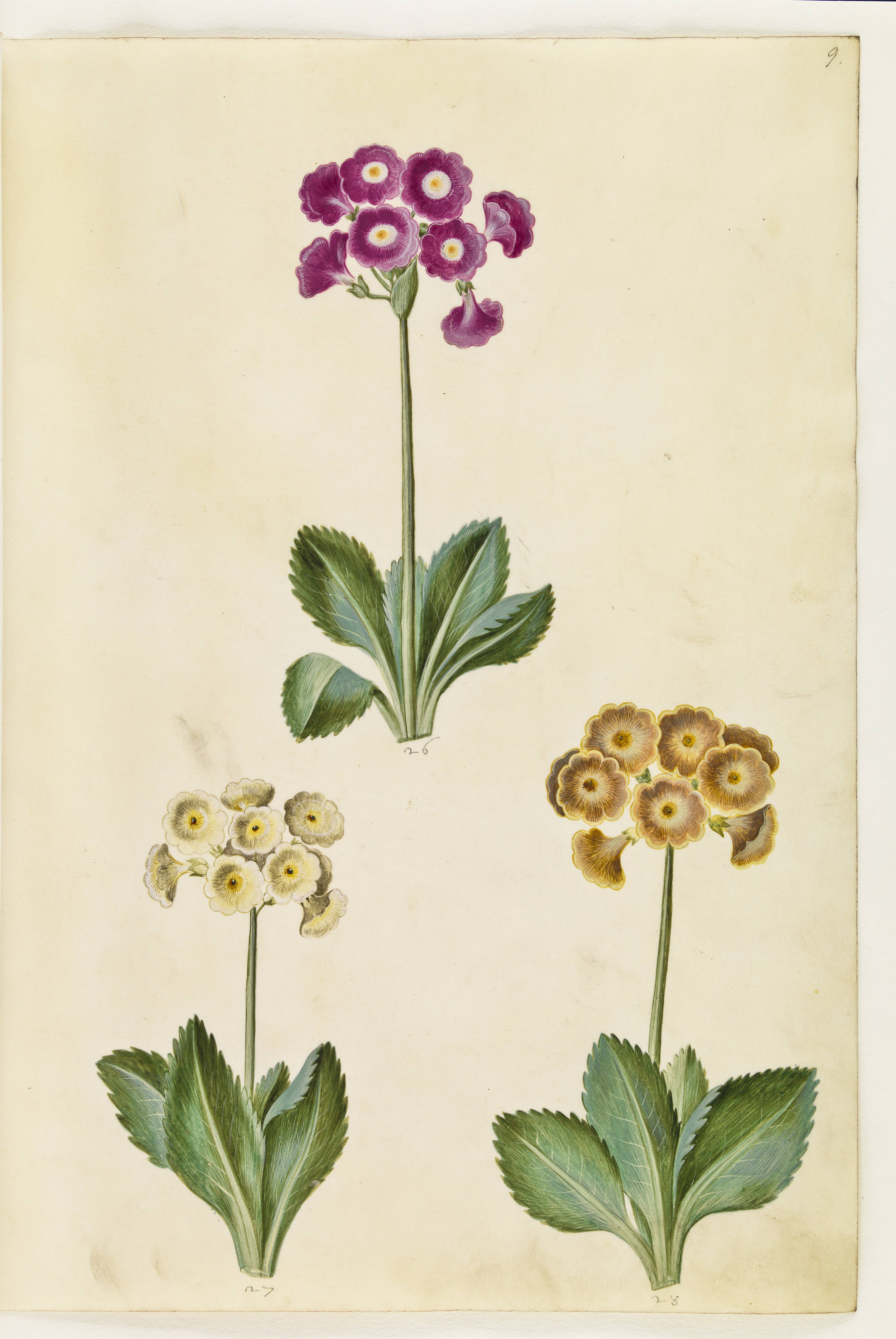 Primula ×pubescens (have-aurikel)