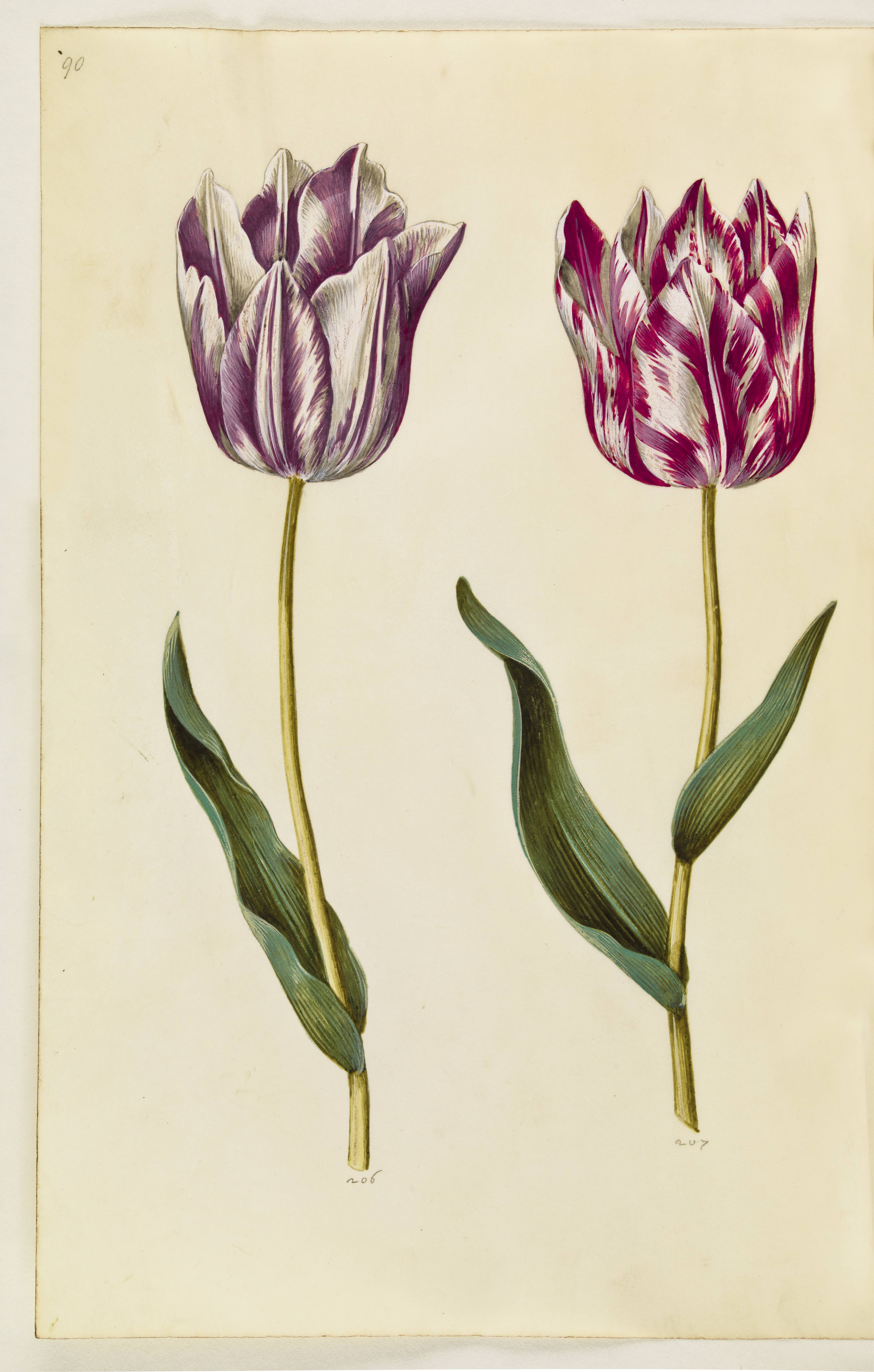 Tulipa gesneriana (have-tulipan)
