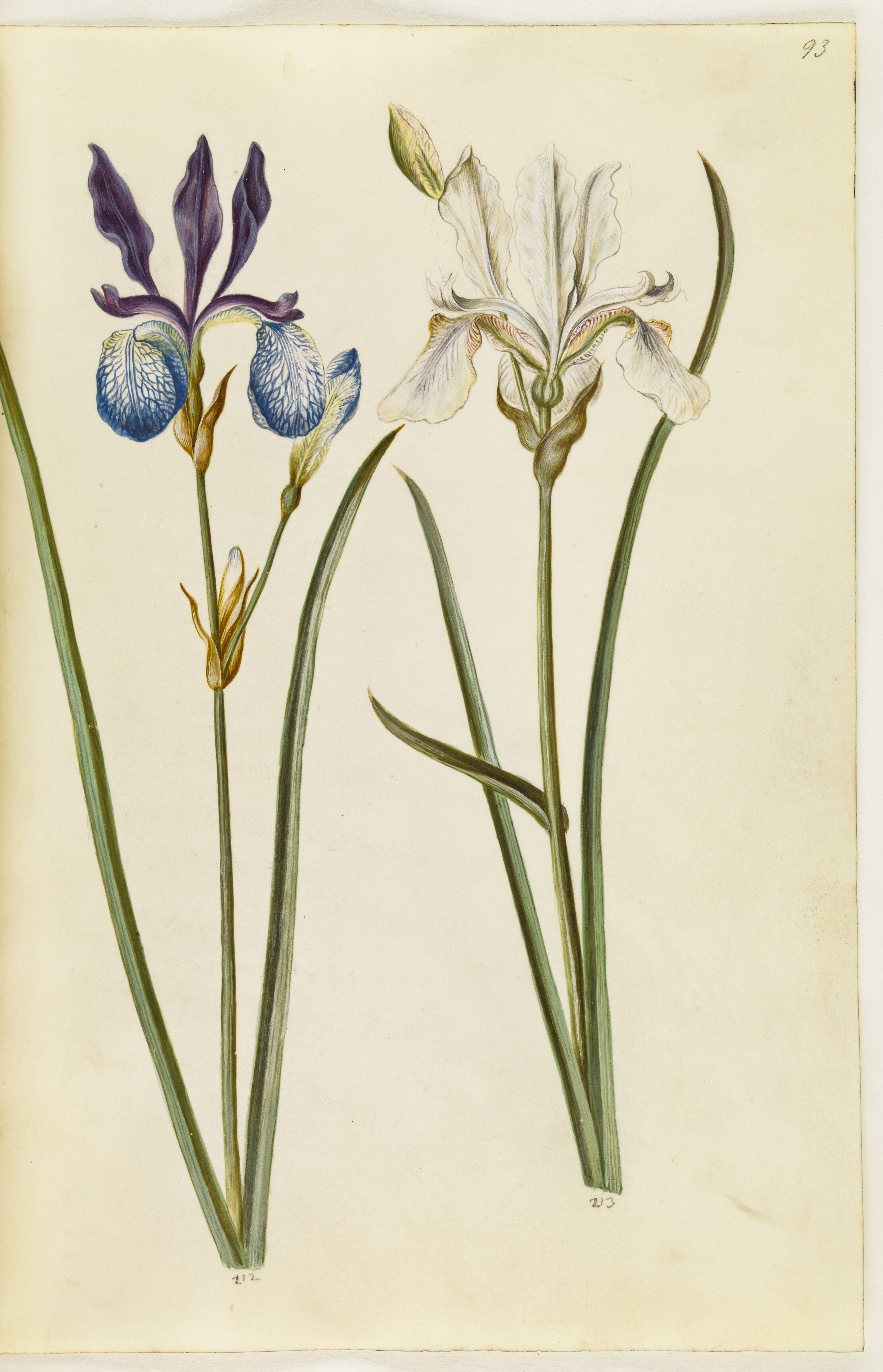 Iris sibirica (sibirisk iris)