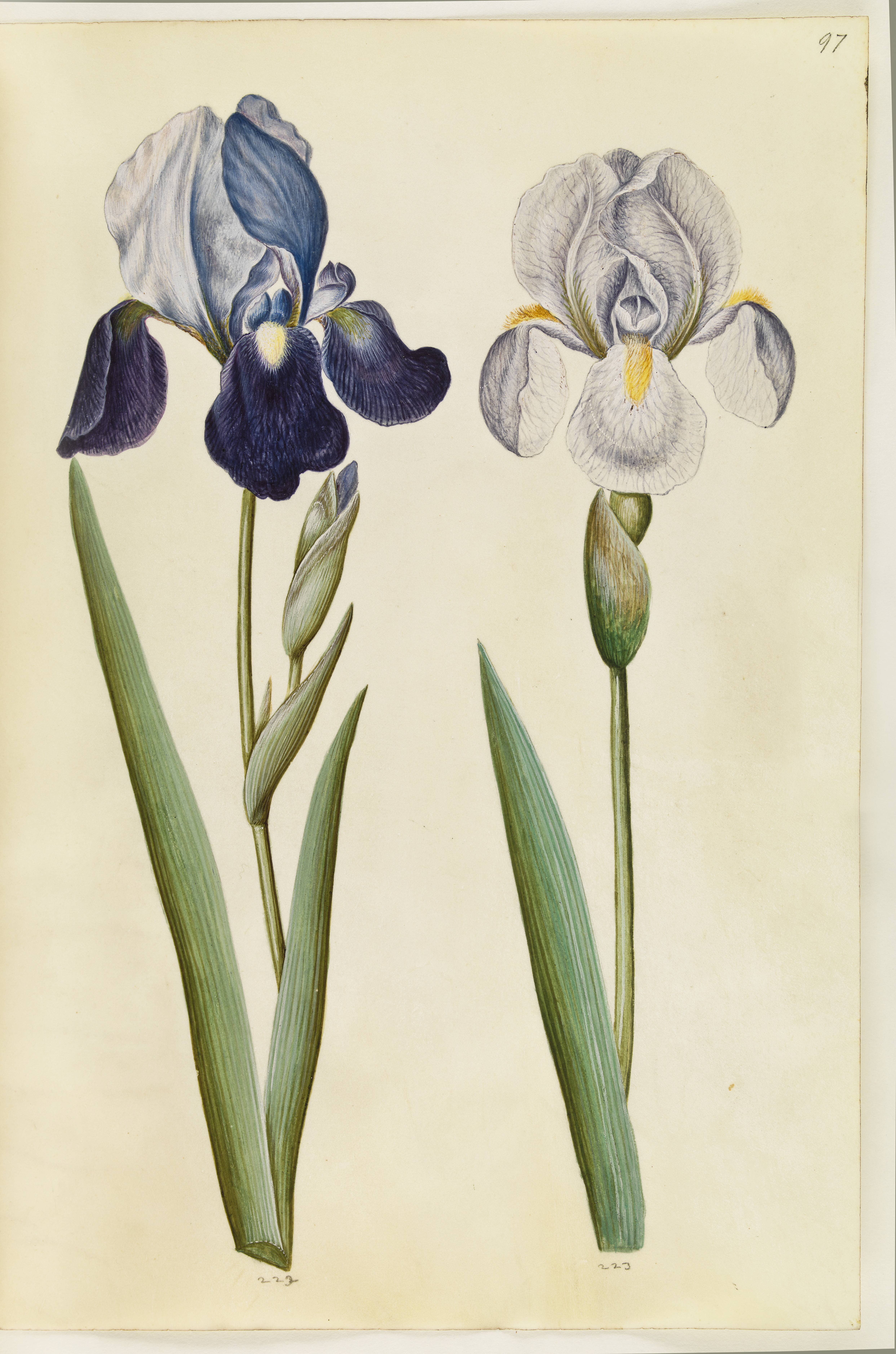 Iris ×germanica eller Iris ×sambucina (?) (have-iris eller hylde-iris); Iris ×germanica (have-iris)