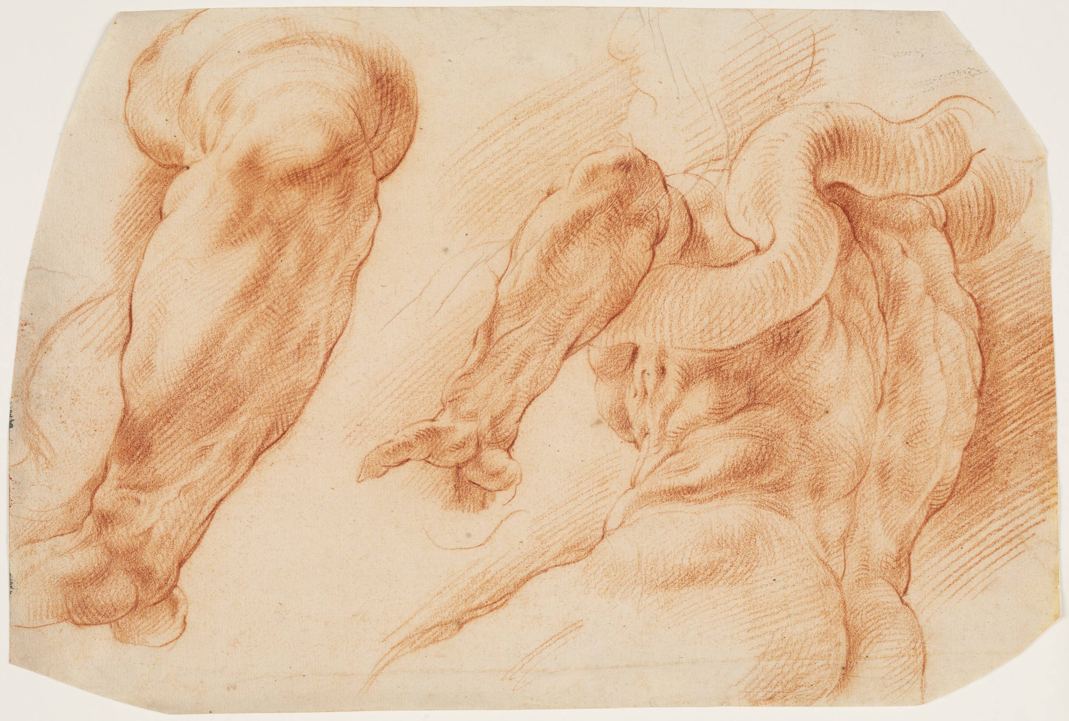 Laocoon. Studies of Laocoon's left arm and of the back of his torso seen from the left and from below