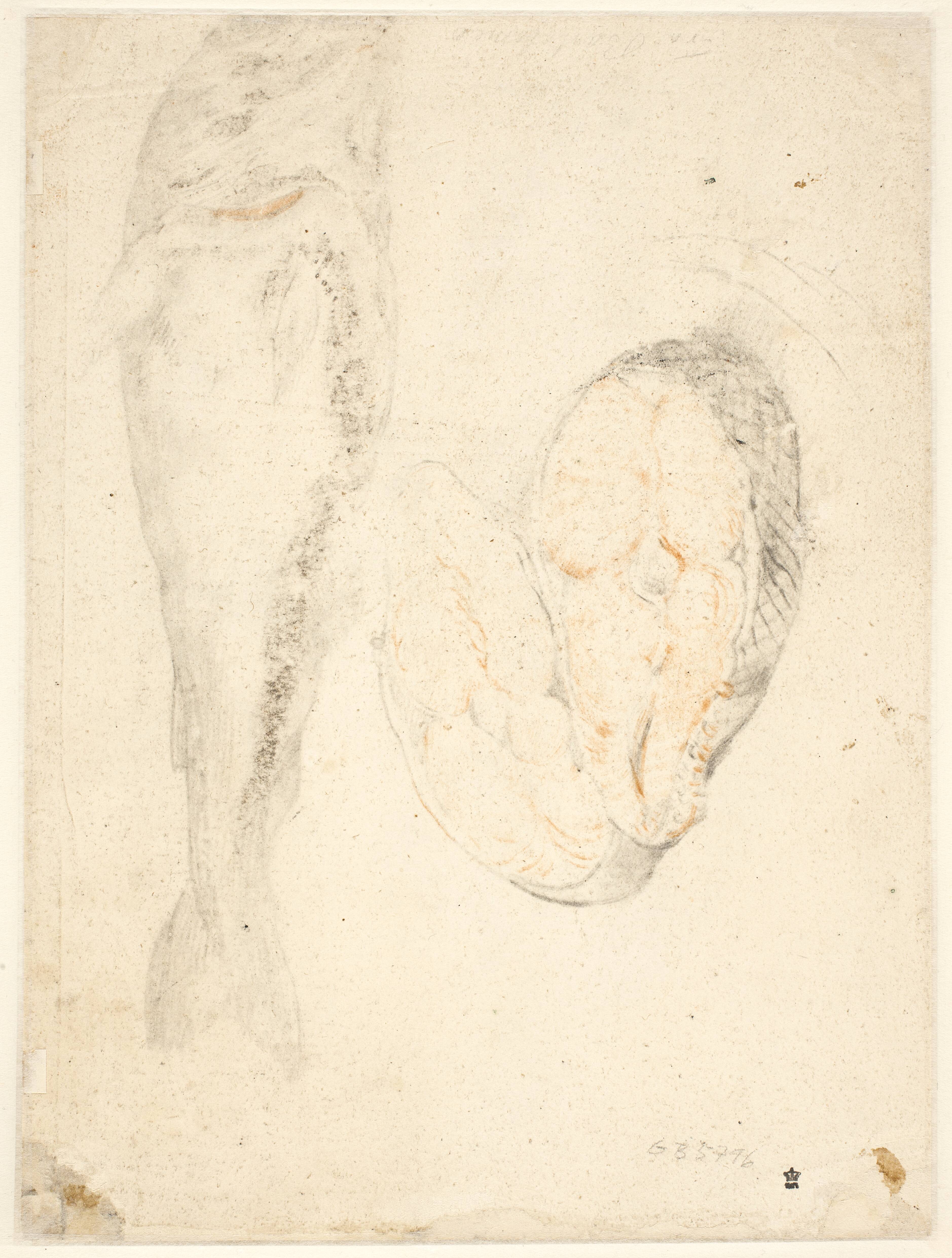 Fish and two slices of fish, counterproof