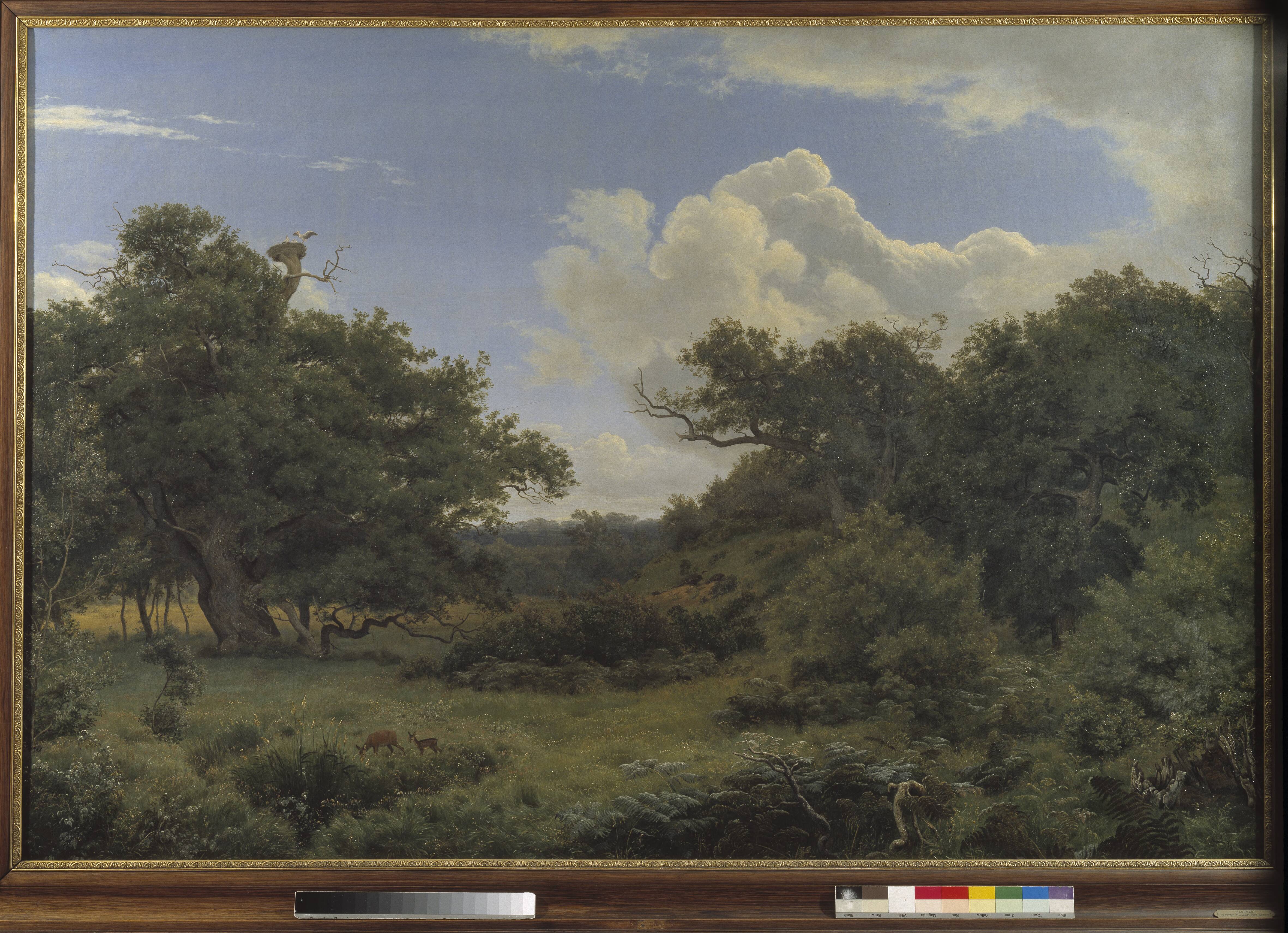Oak Trees in Nordskoven near Jægerspris, Zealand