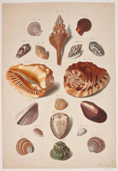 Konkylier. Planche til "Auserlesene Schnecken, Muscheln und Schalthiere ..."