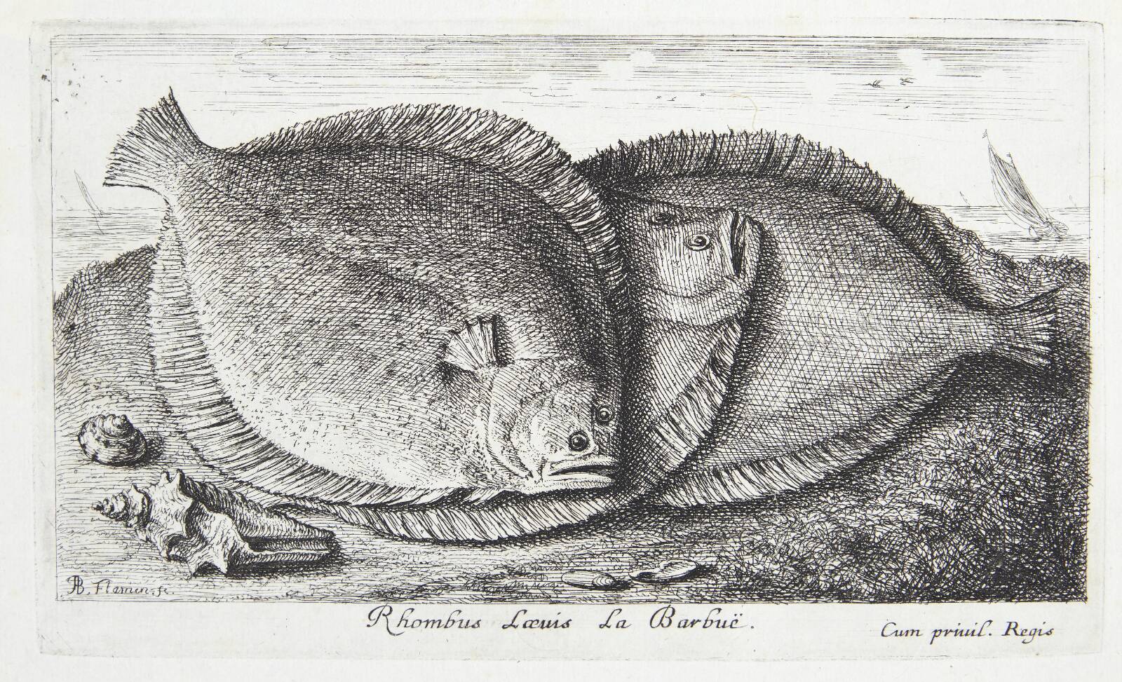 Slethvarre (Rhombus Laeuis), Albert Flamen, 1620-1669
