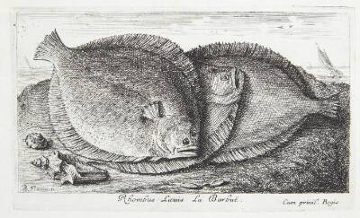 Slethvarre (Rhombus Laeuis)