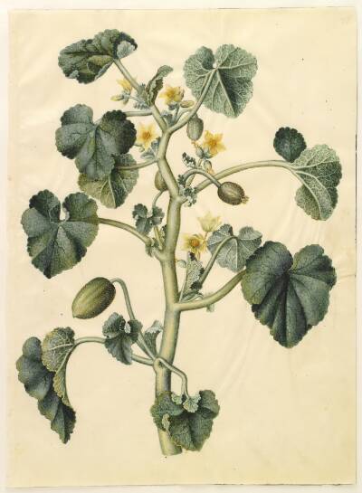 Ecballium elaterium (æselagurk)