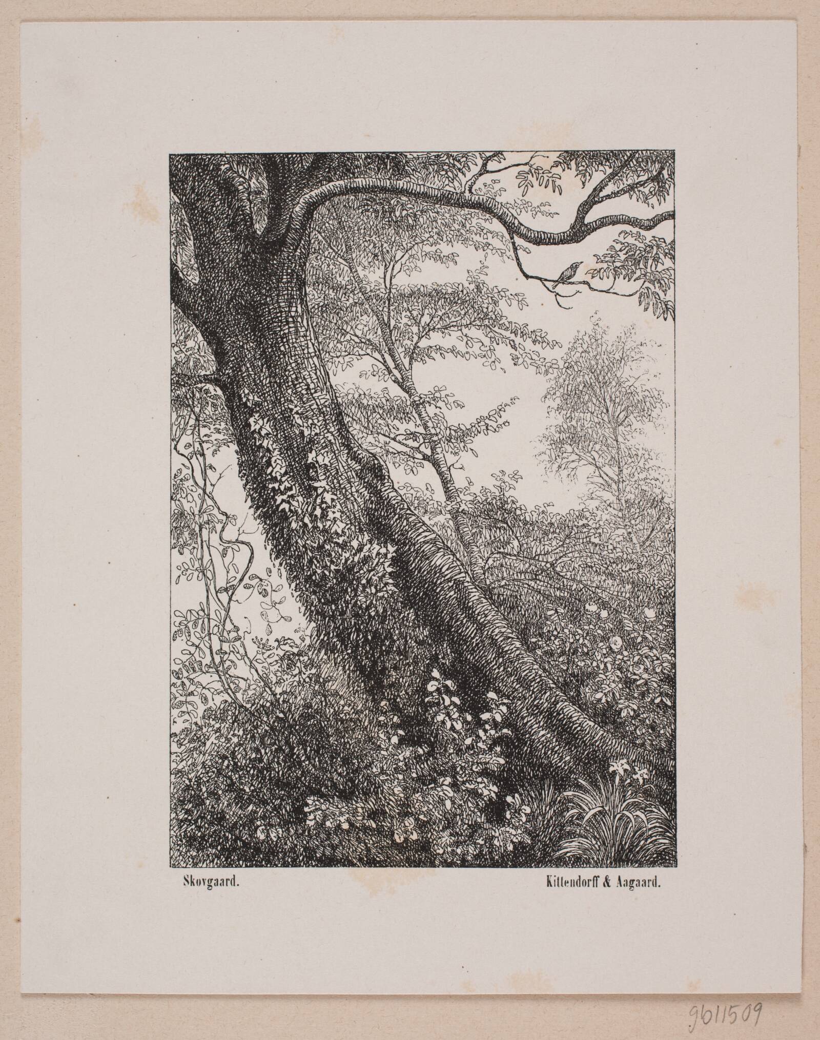 En træstamme, Ubekendt, 1854