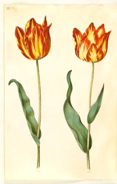 Tulipa gesneriana (have-tulipan)