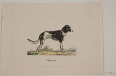 Wasferman