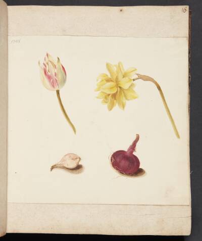 Studie af blomster og løg