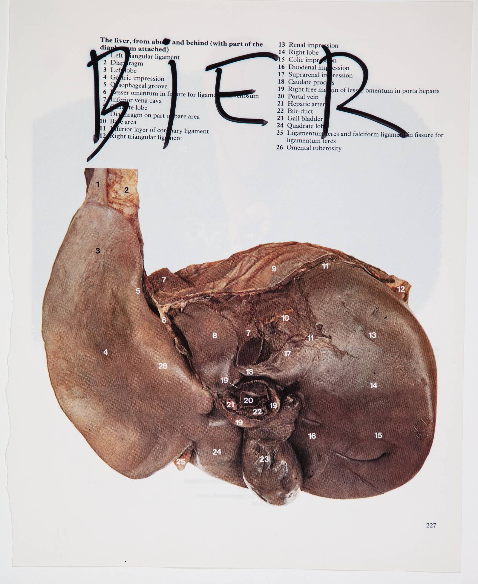 Bier, Christian Lemmerz, 1994