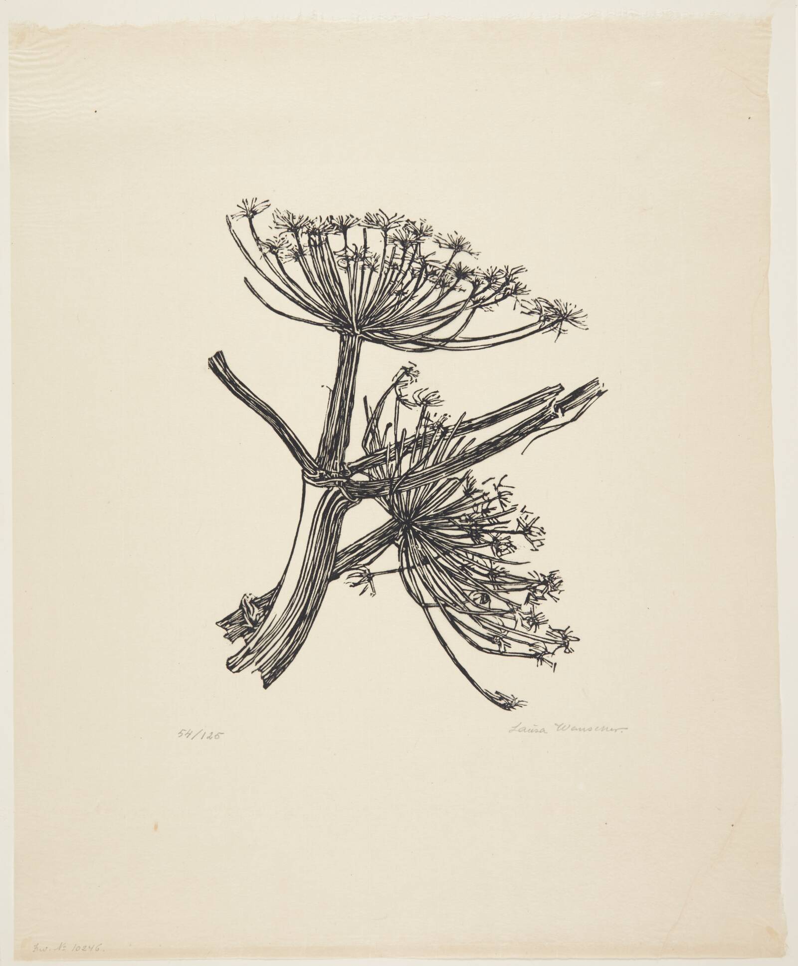 Bjørneklo, Laura Wanscher, 1927