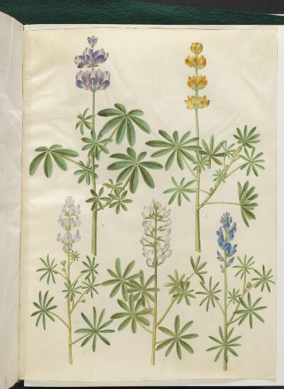 Lupinus pilosus (blå lupin); Lupinus luteus (gul lupin); Lupinus angustifolius (smalbladet lupin); Lupinus albus (hvid lupin)