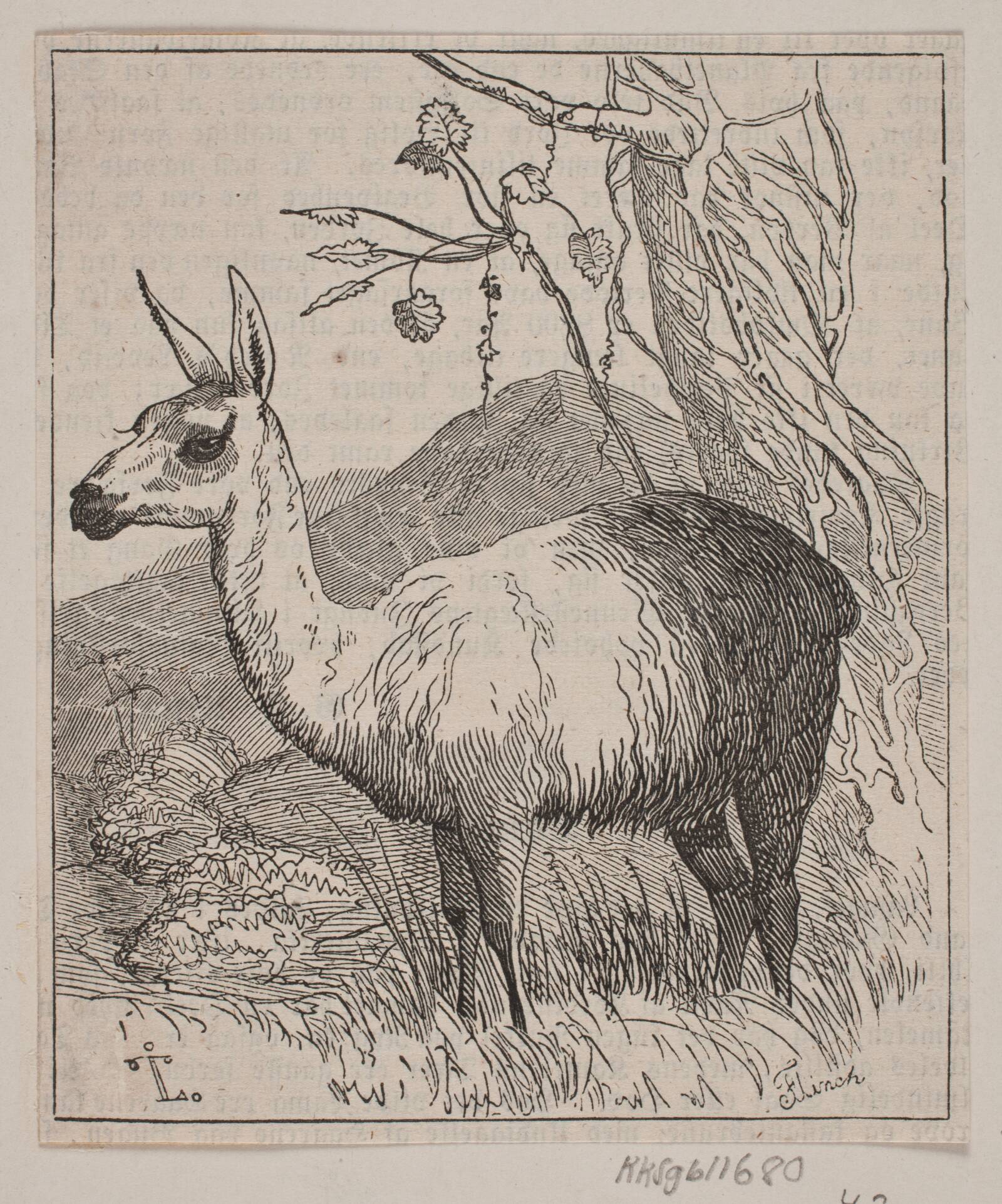 En lama, Andreas Flinch, 1843