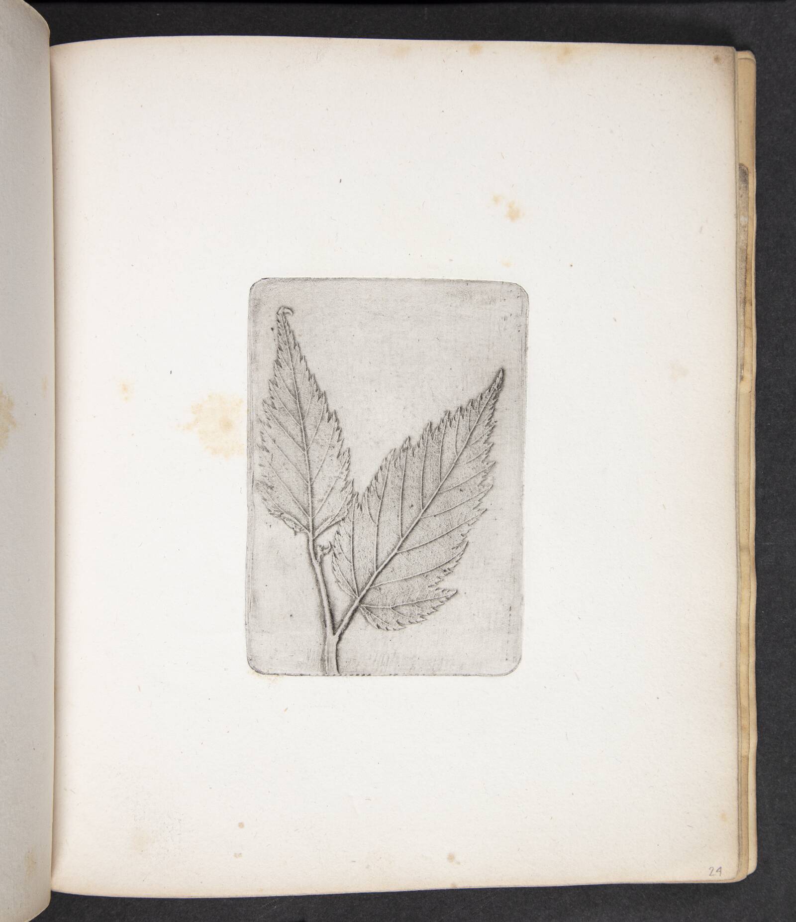 Aftryk af blade, Peter Larsen Kyhl, 1833