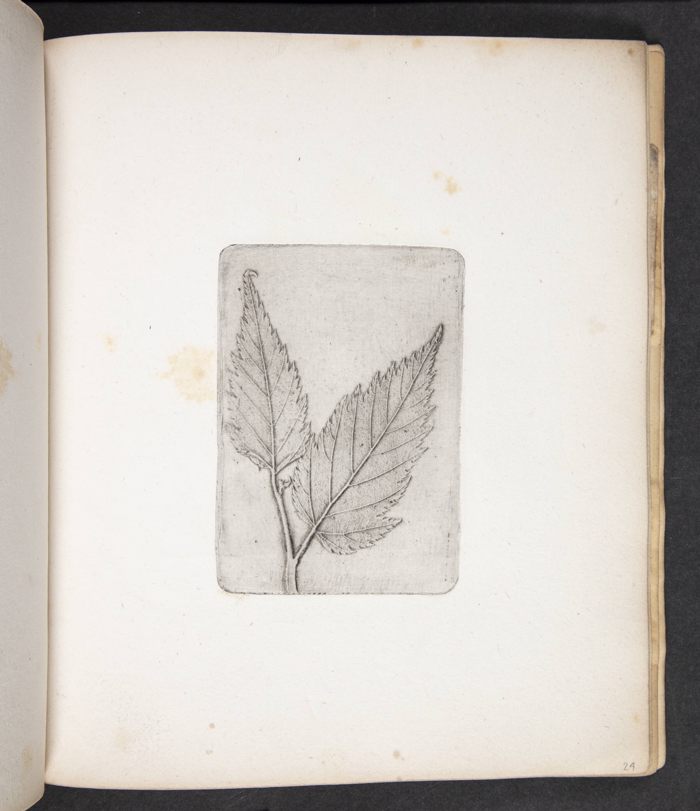 Aftryk af blade, Peter Larsen Kyhl, 1833