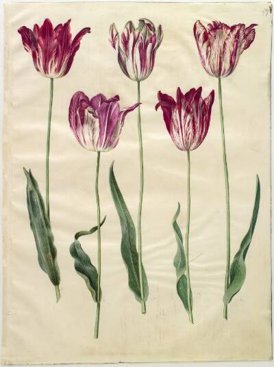 Tulipa gesneriana (have-tulipan)