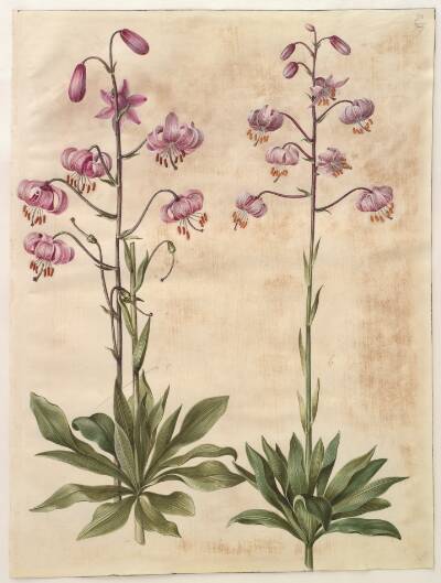 Lilium martagon (krans-lilje)