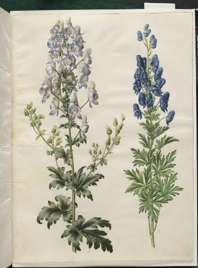 Aconitum variegatum (broget stormhat); Aconitum napellus (ægte stormhat)