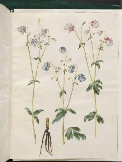 Aquilegia vulgaris (almindelig akeleje)