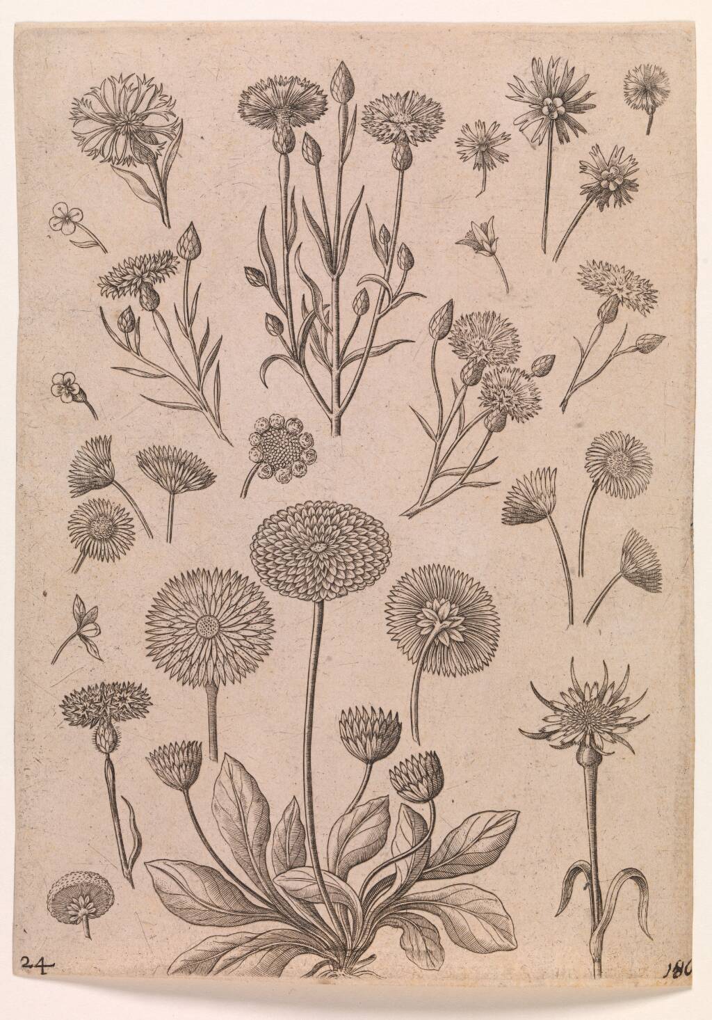 Kornblomster, Adriaen Collaert, 1587-1589