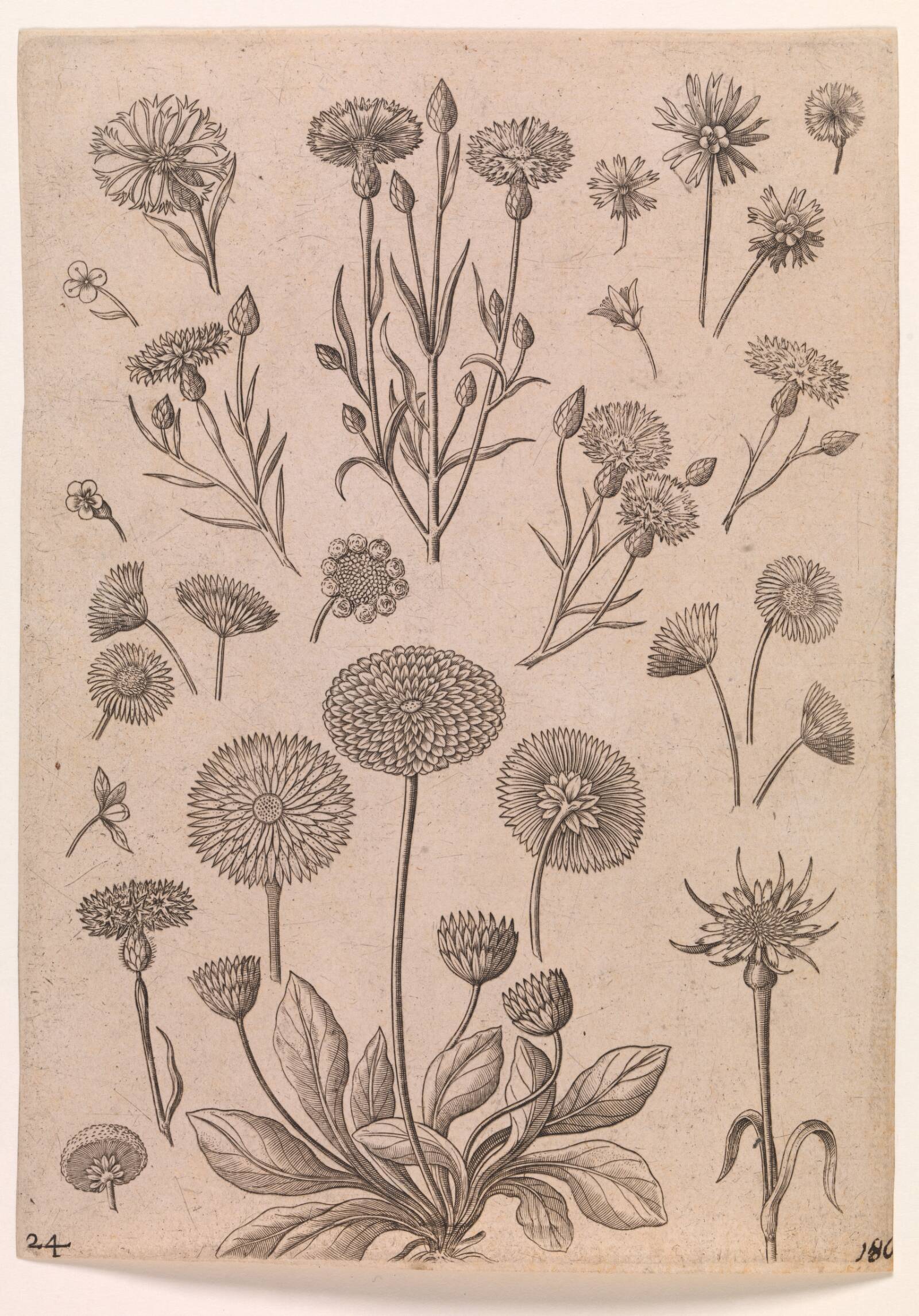 Kornblomster, Adriaen Collaert, 1587-1589