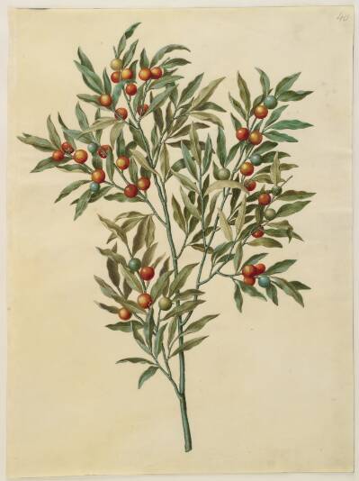 Solanum pseudocapsicum (jerusalem-koralbær)
