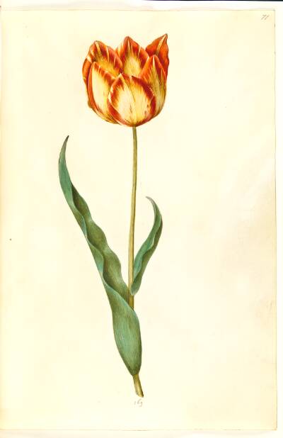 Tulipa gesneriana (have-tulipan)