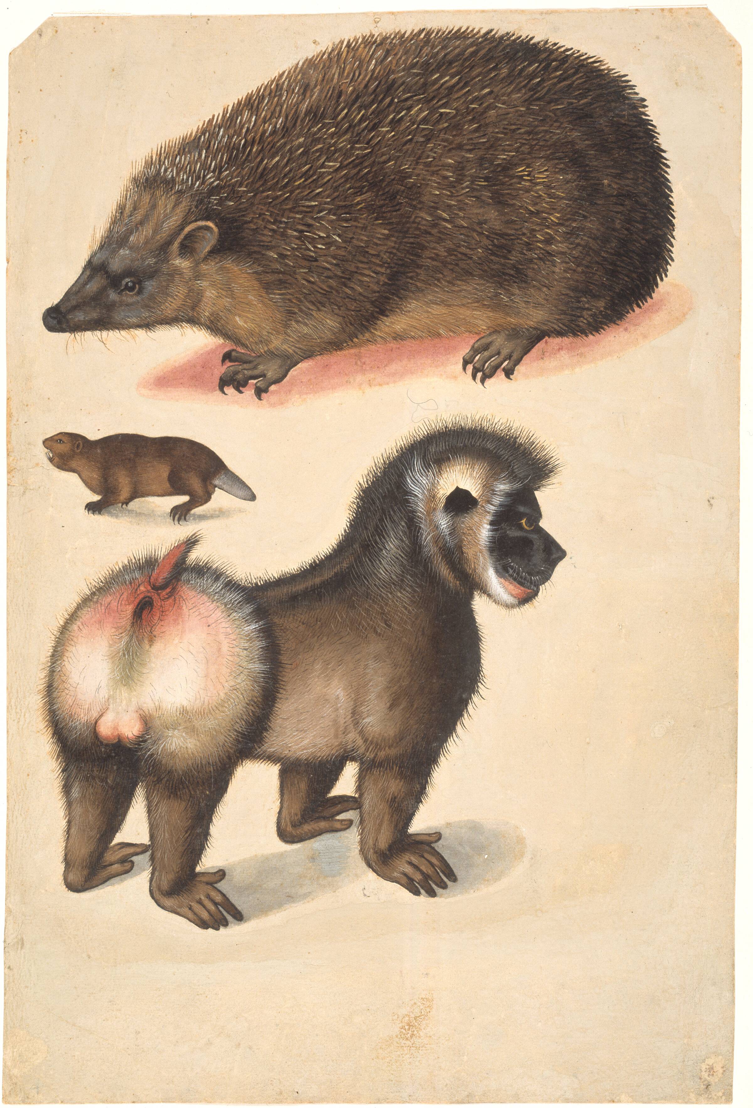 Et pindsvin, en bæver og en hanbavian, Christoph Amberger, 1520-1562