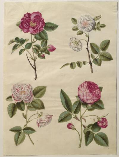 Rosa gallica (apoteker-rose); Rosa ×alba (hvid rose); Rosa gallica (Rosa Mundi); Rosa ×centifolia (centifolie-rose)