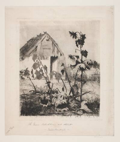 Solsikkerne ved huset