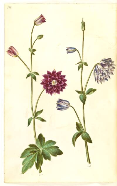 Aquilegia vulgaris (almindelig akeleje)