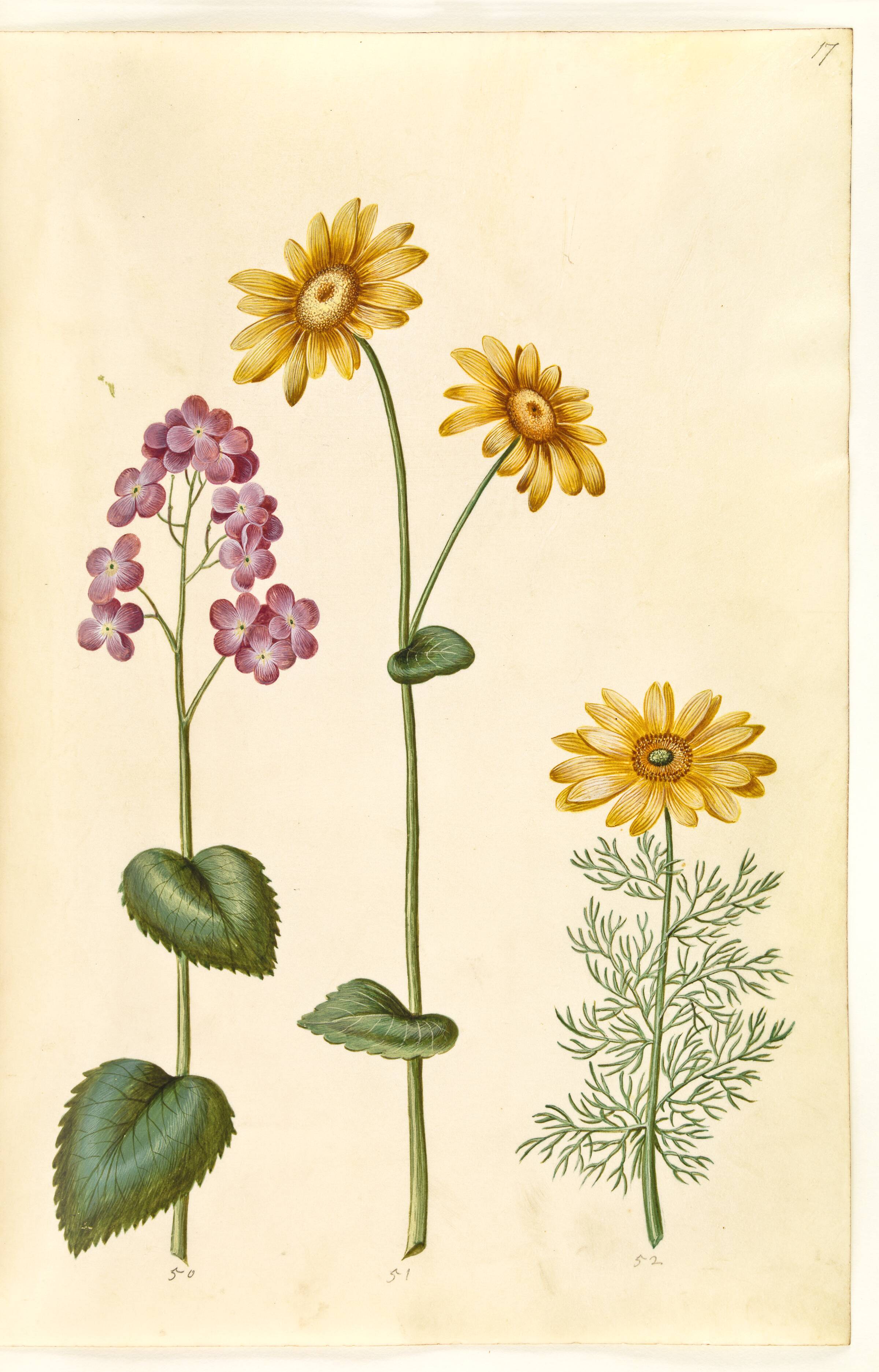 Lunaria annua (judaspenge); Doronicum pardalianches (hjertebladet gemserod); Adonis vernalis (vår-adonis), Hans Simon Holtzbecker, 1635-1664