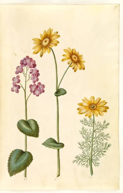 Lunaria annua (judaspenge); Doronicum pardalianches (hjertebladet gemserod); Adonis vernalis (vår-adonis)