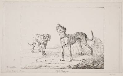 To hunde