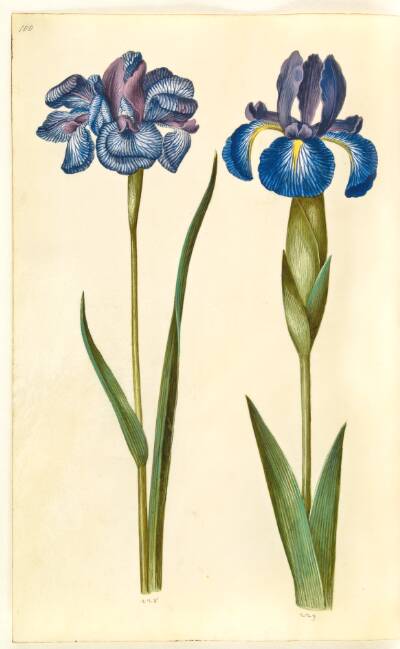 Iris sibirica (sibirisk iris); Iris latifolia (engelsk iris)
