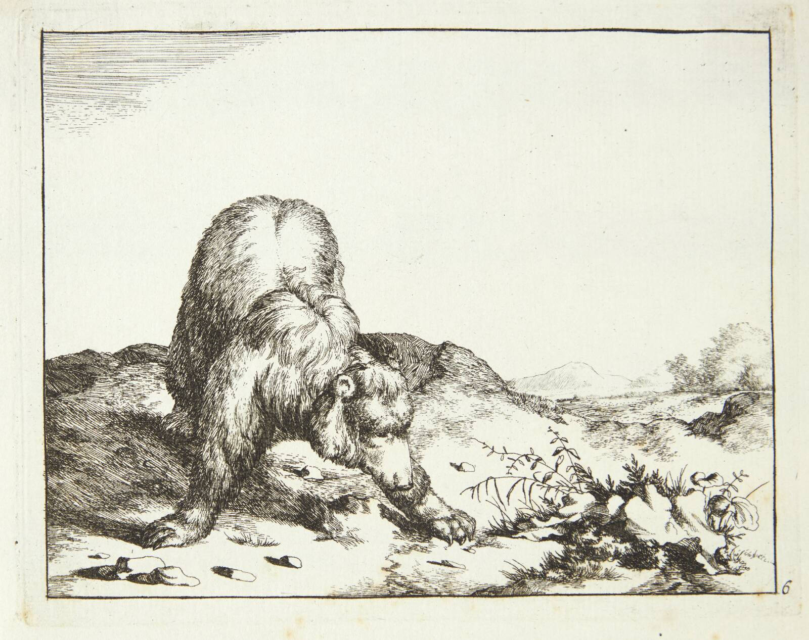 Stående bjørn med udstrakte poter, Marcus de Bye, 1664