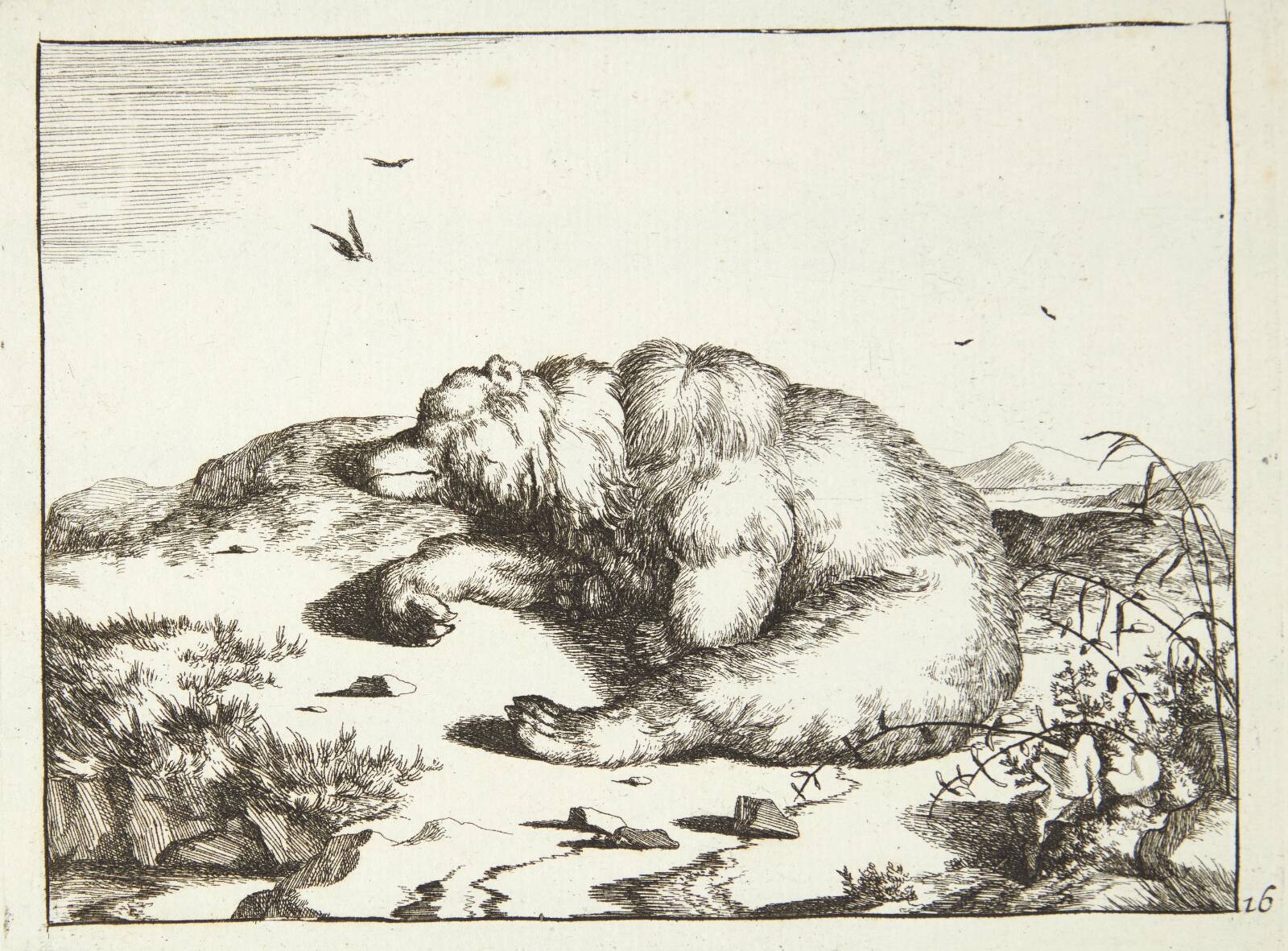 Sovende bjørn, Marcus de Bye, 1664