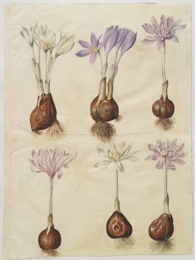 Colchicum autumnale (høst-tidløs)