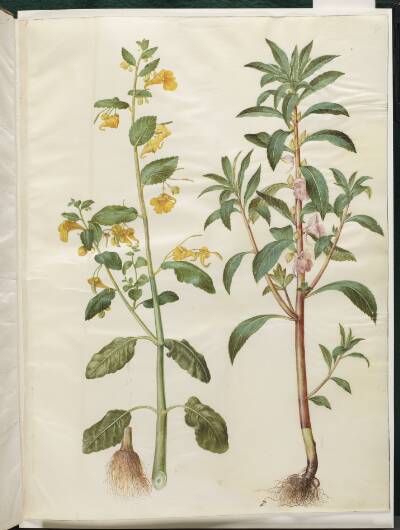 Impatiens noli-tangere (spring-balsamin); Impatiens balsamina (have-balsamin)