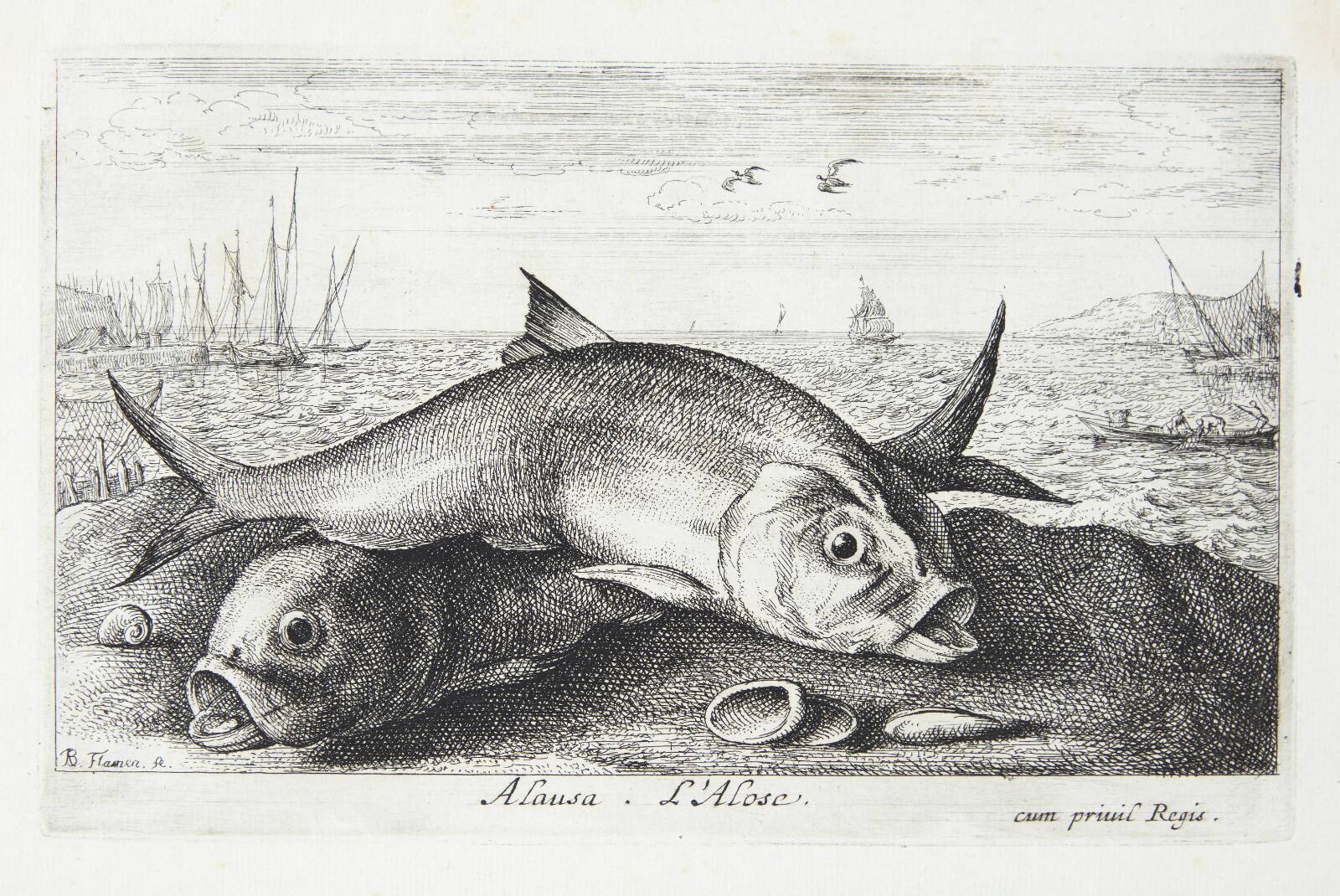Stavsild (Alausa), Albert Flamen, 1620-1669