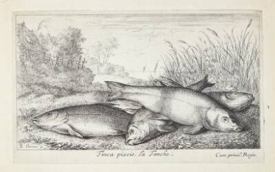Suder (Tinca piscis)