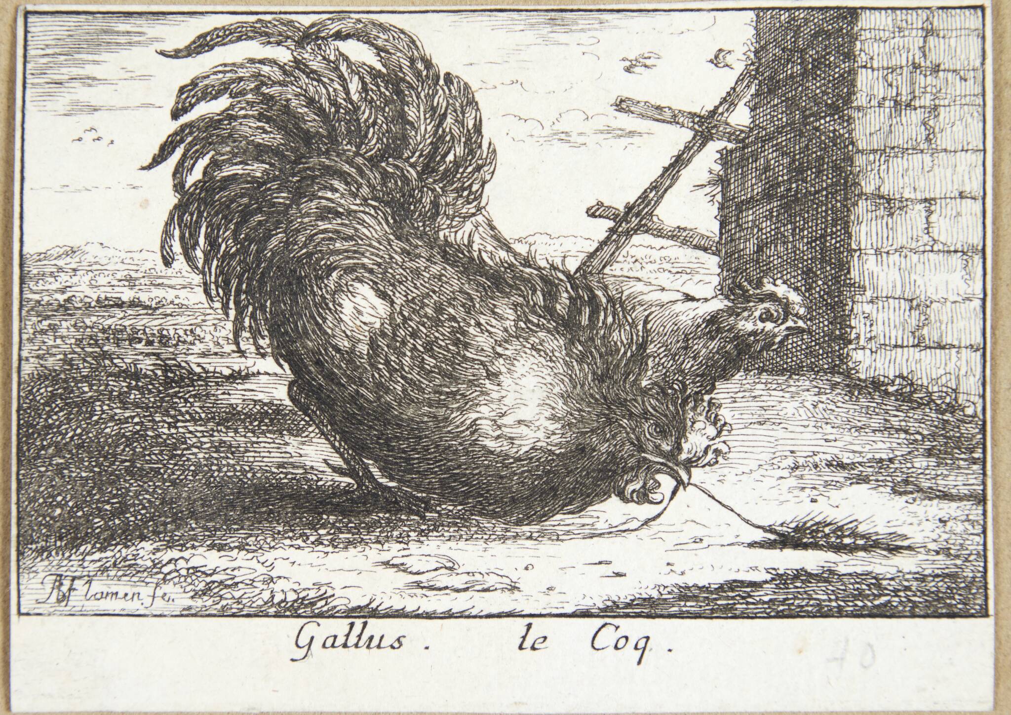 Hanen (Gallus)