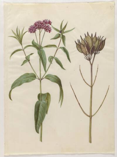 Asclepias incarnata (rosen-silkeplante)