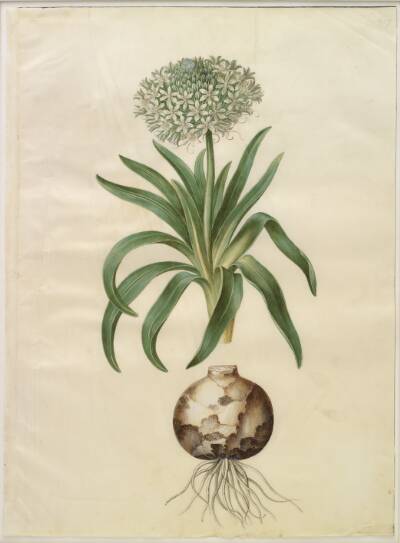 Scilla peruviana (kæmpe-skilla)