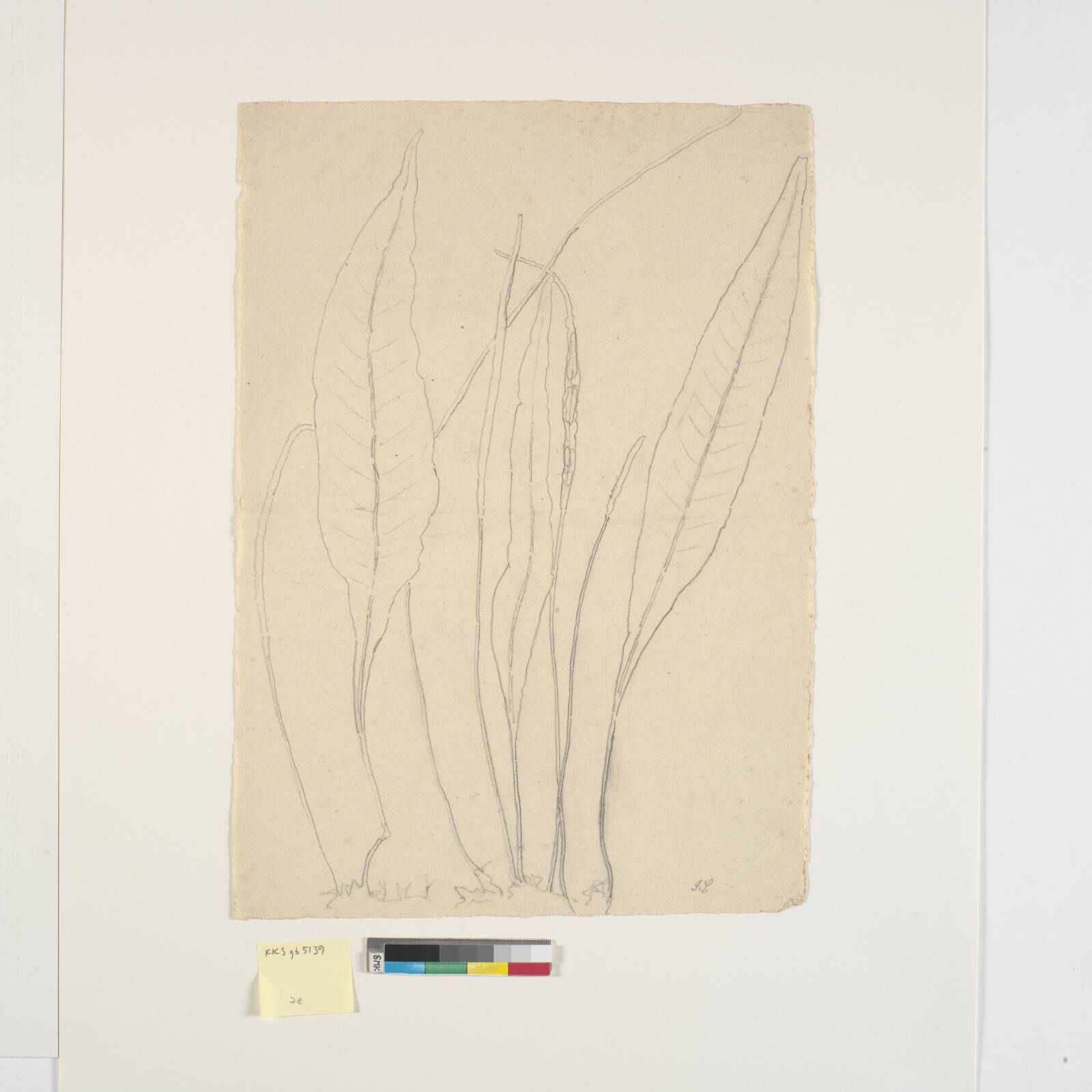 Bladplante, Joakim Skovgaard, 1856-1933